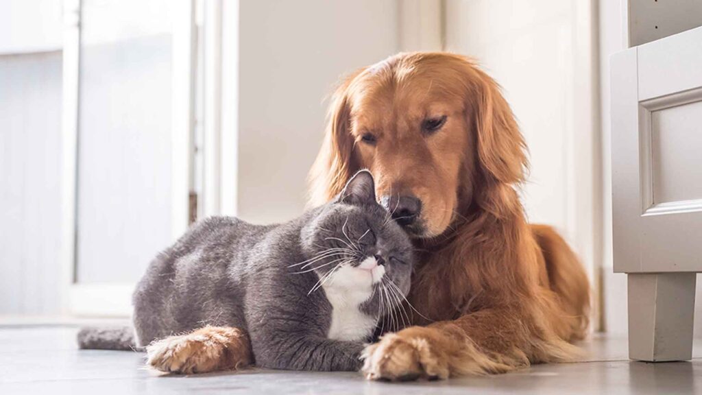 dog and cat cuddling to demonstrate sales and marketing alignment