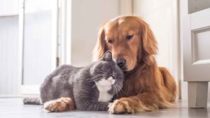 dog and cat cuddling to demonstrate sales and marketing alignment