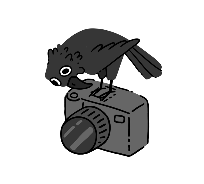 Raven on a camera marketing